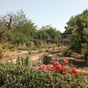 How do traditional allotment gardens affect the urban climate? (picture 1)